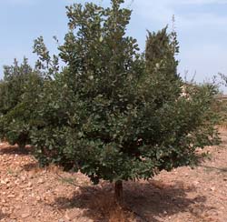 Carvalho trufeiro - Tuber Melanosporum